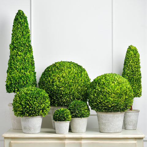 Boxwood Plant in a Pot (Copy) - ironyhome