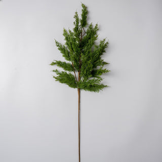 Cypress Leaf Stem - ironyhome