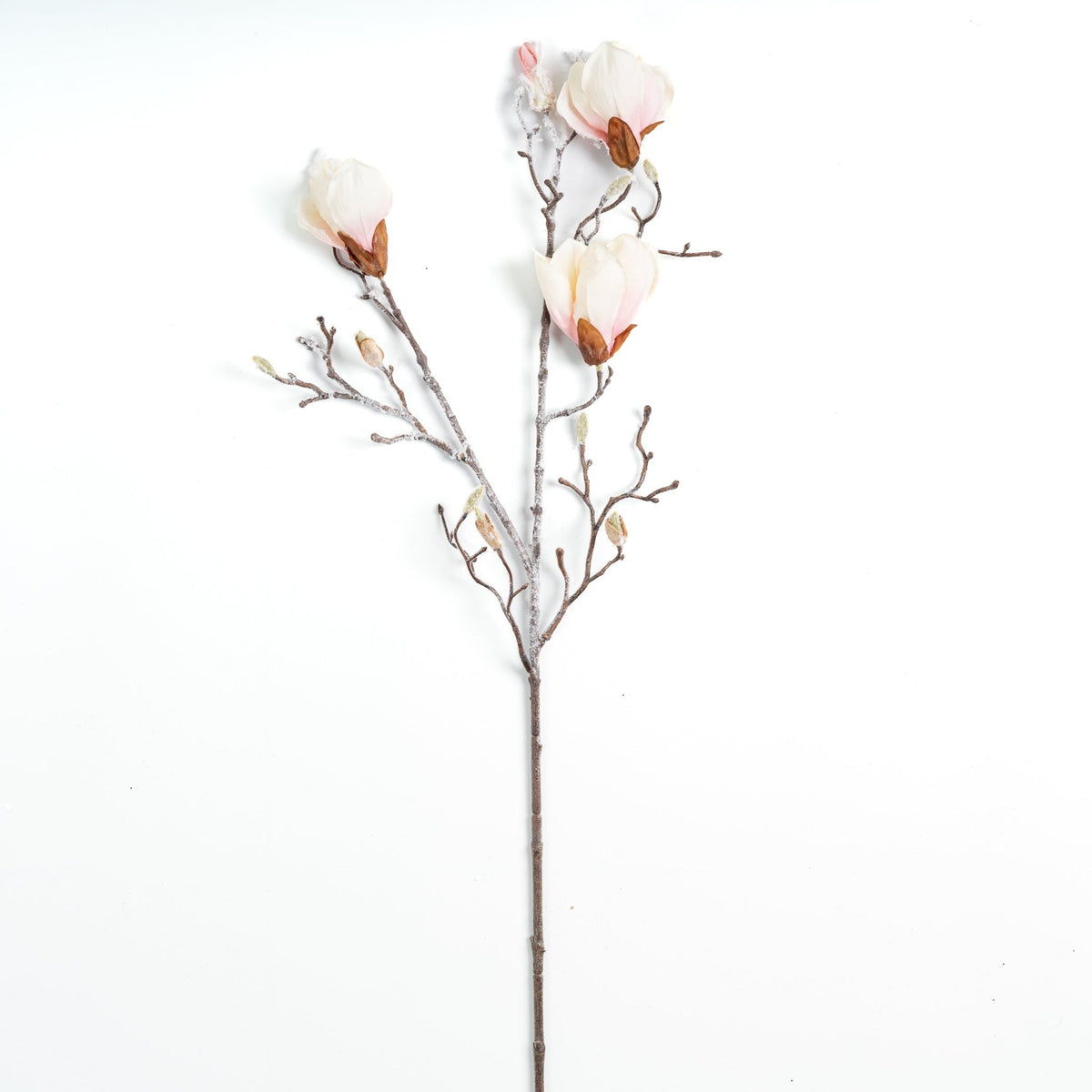 White Magnolia Stem