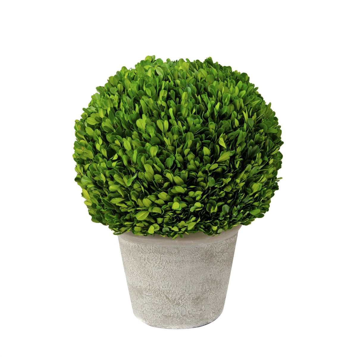 Boxwood  Plant in a Pot