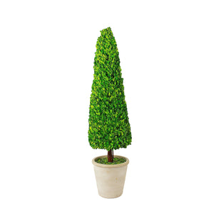 Boxwood  Plant in a Pot