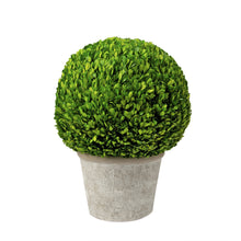 Boxwood Plant in a Pot - ironyhome