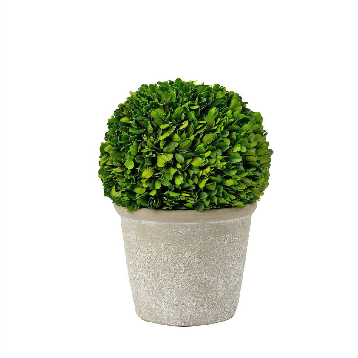 Boxwood  Plant in a Pot