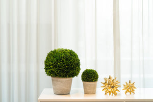 Boxwood  Plant in a Pot