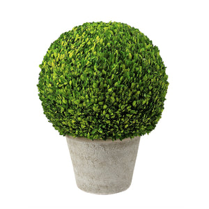 Boxwood  Plant in a Pot