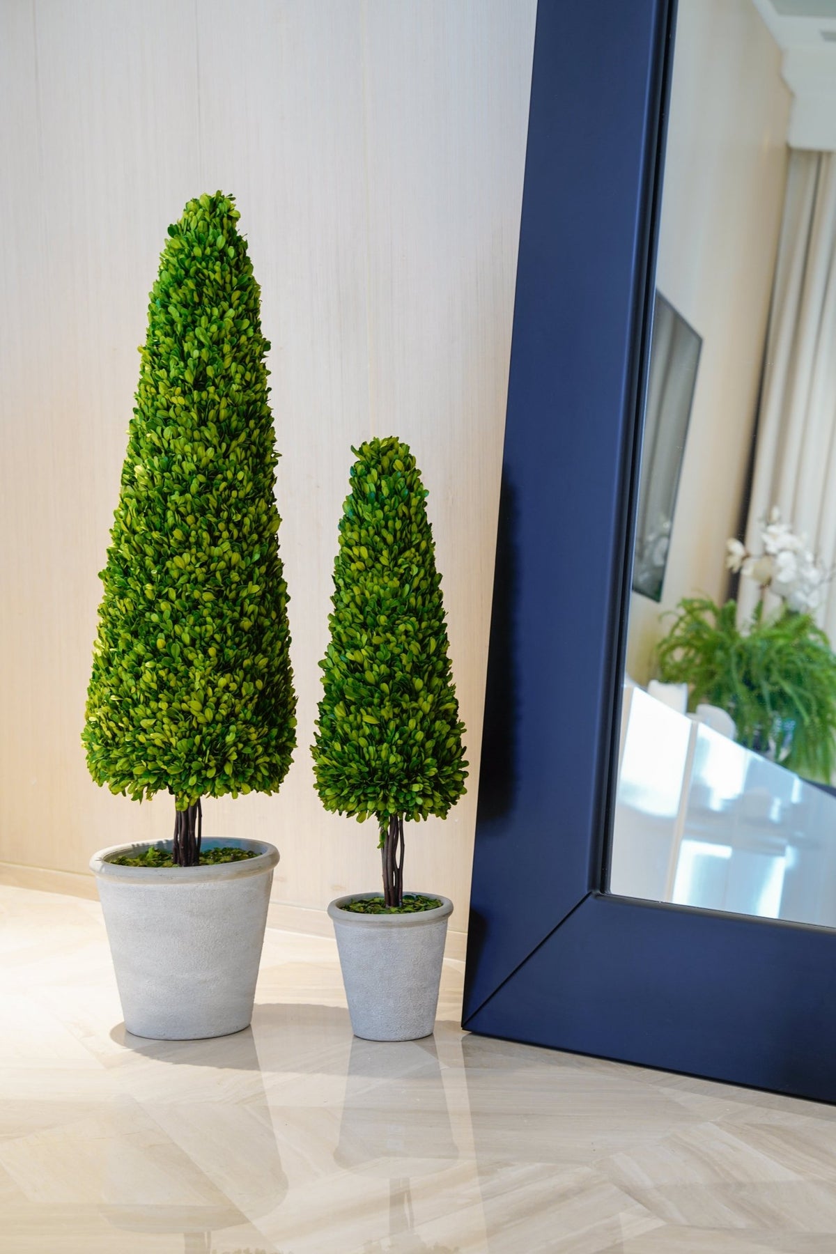 Boxwood  Plant in a Pot