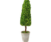 Boxwood Plant in a Pot - ironyhome