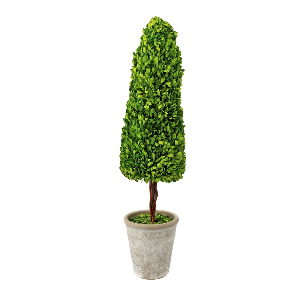 Boxwood  Plant in a Pot