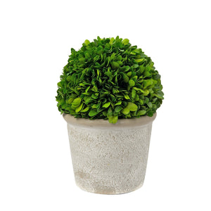 Boxwood  Plant in a Pot