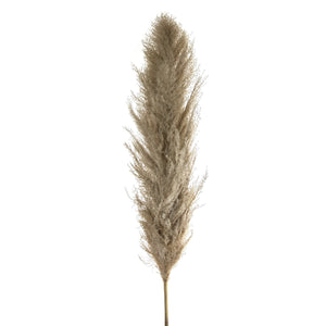 Dried Pampas - Set of 4