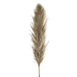 Dried Pampas - Set of 4 - irony home