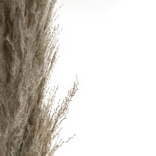 Dried Pampas - Set of 4 - ironyhome
