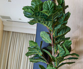 Large Potted Fiddle Leaf Plant - ironyhome