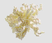 White Glittered Coral with Pearl and Sequins - Set of 4 - ironyhome