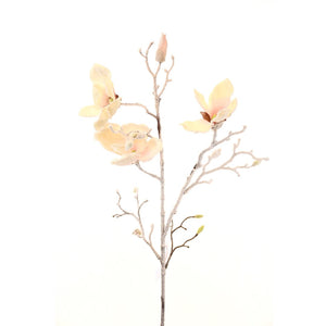 White Magnolia Stem